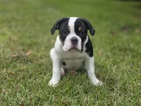 PANDA , a female English Bulldog and Olde English Bulldogge for sale in McDonough, GA – 2 of 10