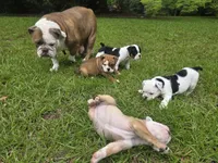BROWNIE, a female English Bulldog and Olde English Bulldogge for sale in Glassboro, NJ – 5 of 9