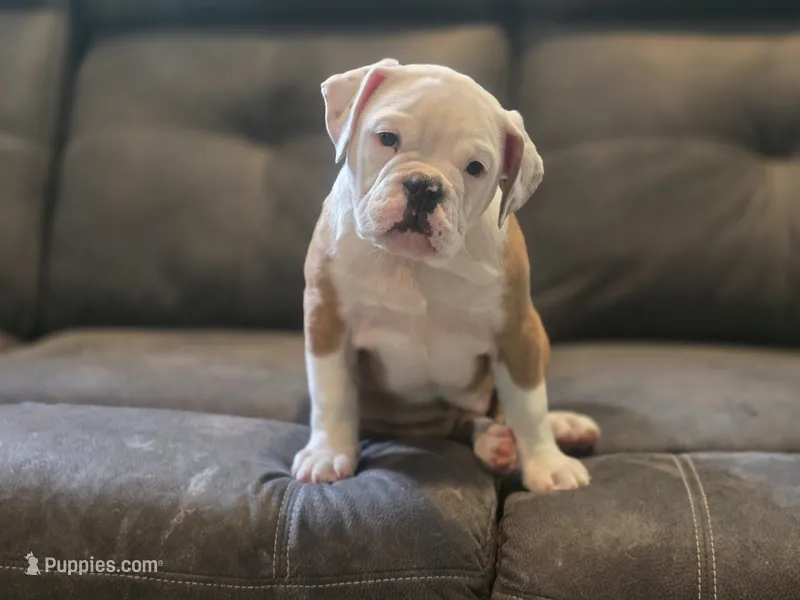 BELLA – English Bulldog, Olde English Bulldogge puppy for sale in McDonough, GA