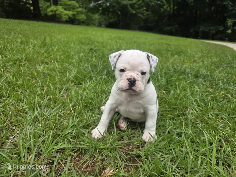 OREO – English Bulldog, Olde English Bulldogge puppy for sale in Glassboro, NJ