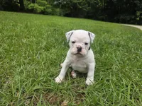 OREO, a female English Bulldog and Olde English Bulldogge for sale in Glassboro, NJ – 1 of 8