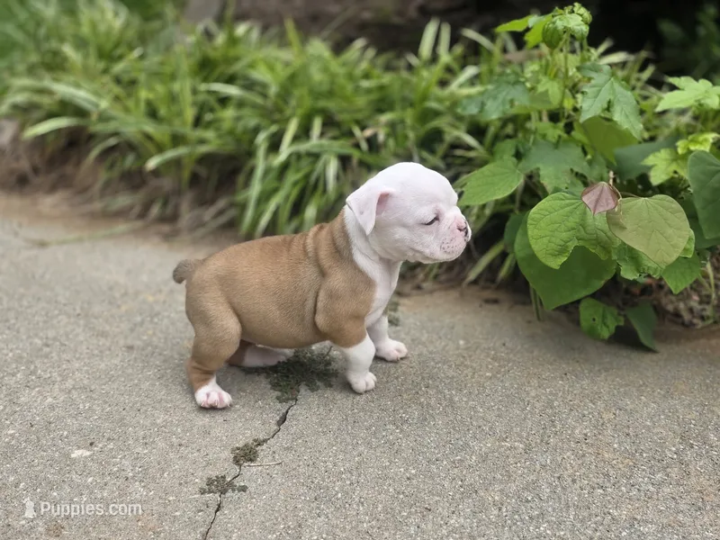 BELLA – English Bulldog, Olde English Bulldogge puppy for sale in Glassboro, NJ