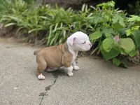 BELLA, a female English Bulldog and Olde English Bulldogge for sale in Glassboro, NJ – 1 of 10
