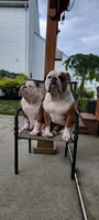 BROWNIE, a female English Bulldog and Olde English Bulldogge for sale in Glassboro, NJ – 9 of 9