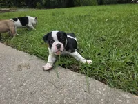 PANDA , a female English Bulldog and Olde English Bulldogge for sale in Glassboro, NJ – 5 of 8