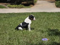 PANDA , a female English Bulldog and Olde English Bulldogge for sale in McDonough, GA – 4 of 10
