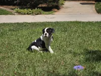 PANDA , a female English Bulldog and Olde English Bulldogge for sale in McDonough, GA – 5 of 10