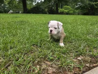 PEACH , a female English Bulldog and Olde English Bulldogge for sale in Glassboro, NJ – 4 of 10