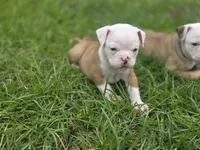 BELLA, a female English Bulldog and Olde English Bulldogge for sale in Glassboro, NJ – 3 of 10