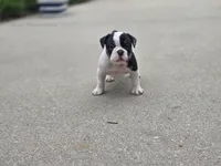 PANDA , a female English Bulldog and Olde English Bulldogge for sale in Glassboro, NJ – 2 of 8