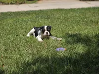 PANDA , a female English Bulldog and Olde English Bulldogge for sale in McDonough, GA – 7 of 10