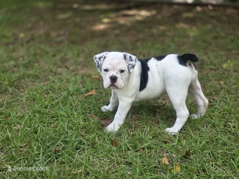 OREO – English Bulldog, Olde English Bulldogge puppy for sale in McDonough, GA
