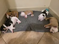 BROWNIE, a female English Bulldog and Olde English Bulldogge for sale in Glassboro, NJ – 4 of 9
