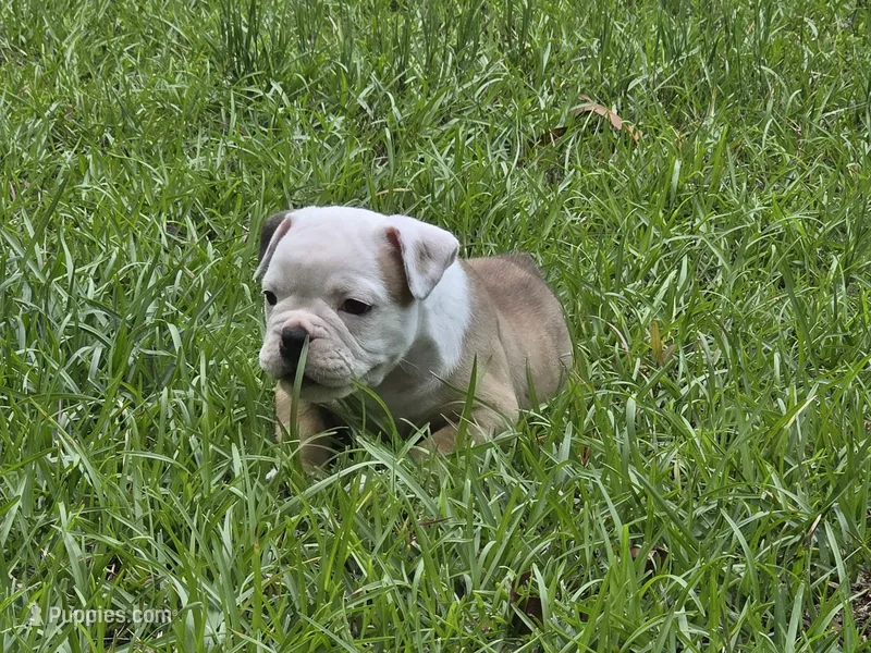 PEACH  – English Bulldog, Olde English Bulldogge puppy for sale in Glassboro, NJ