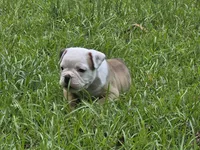 PEACH , a female English Bulldog and Olde English Bulldogge for sale in Glassboro, NJ – 1 of 10