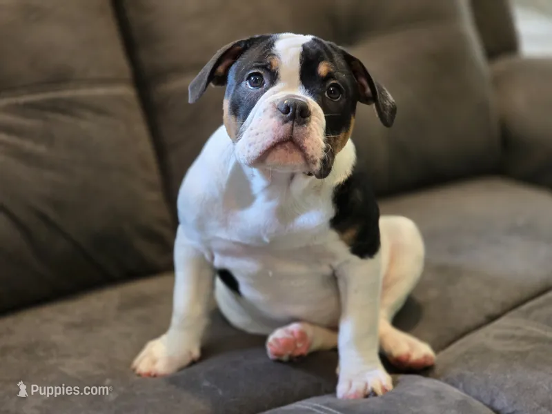 PANDA  – English Bulldog, Olde English Bulldogge puppy for sale in McDonough, GA
