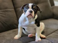 PANDA , a female English Bulldog and Olde English Bulldogge for sale in McDonough, GA – 1 of 10