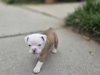 BELLA, a female English Bulldog and Olde English Bulldogge for sale in Glassboro, NJ – 2 of 10