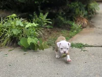 BELLA, a female English Bulldog and Olde English Bulldogge for sale in Glassboro, NJ – 4 of 10
