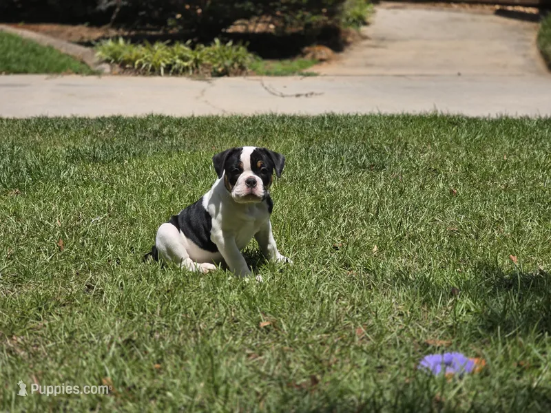PANDA  – English Bulldog, Olde English Bulldogge puppy for sale in McDonough, GA