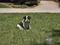 PANDA , a female English Bulldog and Olde English Bulldogge for sale in McDonough, GA – 3 of 10