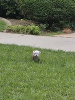 BELLA, a female English Bulldog and Olde English Bulldogge for sale in Glassboro, NJ – 6 of 10