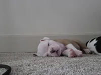 BELLA, a female English Bulldog and Olde English Bulldogge for sale in Glassboro, NJ – 7 of 10