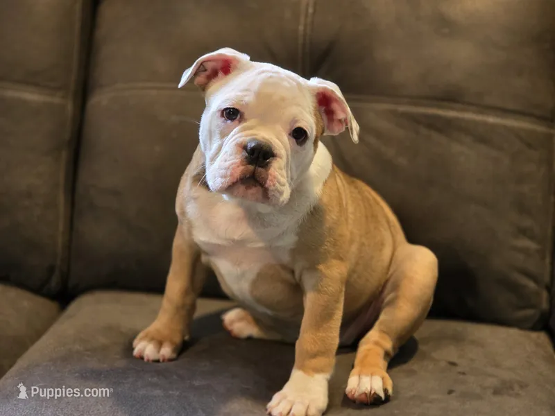 PEACH  – English Bulldog, Olde English Bulldogge puppy for sale in McDonough, GA