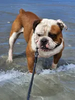 PEACH , a female English Bulldog and Olde English Bulldogge for sale in Glassboro, NJ – 10 of 10