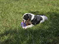 PANDA , a female English Bulldog and Olde English Bulldogge for sale in McDonough, GA – 6 of 10
