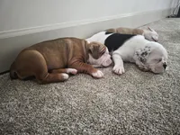 BROWNIE, a female English Bulldog and Olde English Bulldogge for sale in Glassboro, NJ – 3 of 9