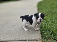 PANDA , a female English Bulldog and Olde English Bulldogge for sale in Glassboro, NJ – 1 of 8