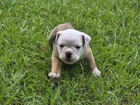 PEACH , a female English Bulldog and Olde English Bulldogge for sale in Glassboro, NJ – 3 of 10