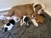 PEACH , a female English Bulldog and Olde English Bulldogge for sale in Glassboro, NJ – 8 of 10