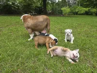 PEACH , a female English Bulldog and Olde English Bulldogge for sale in Glassboro, NJ – 7 of 10