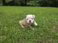 PEACH , a female English Bulldog and Olde English Bulldogge for sale in Glassboro, NJ – 2 of 10
