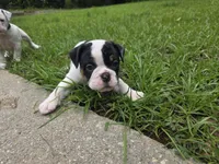 PANDA , a female English Bulldog and Olde English Bulldogge for sale in Glassboro, NJ – 4 of 8