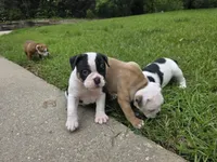 PANDA , a female English Bulldog and Olde English Bulldogge for sale in Glassboro, NJ – 3 of 8