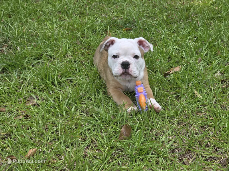 PEACH  – English Bulldog, Olde English Bulldogge puppy for sale in McDonough, GA