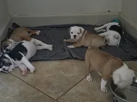 PEACH , a female English Bulldog and Olde English Bulldogge for sale in Glassboro, NJ – 6 of 10