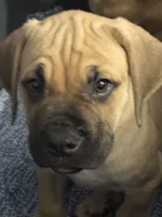 Hercules , a male Cane Corso for sale in Houston, TX – Photo 1 of 3