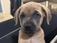 Hercules , a male Cane Corso for sale in Houston, TX – Photo 3 of 3