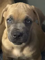 Hercules , a male Cane Corso for sale in Houston, TX – Photo 2 of 3