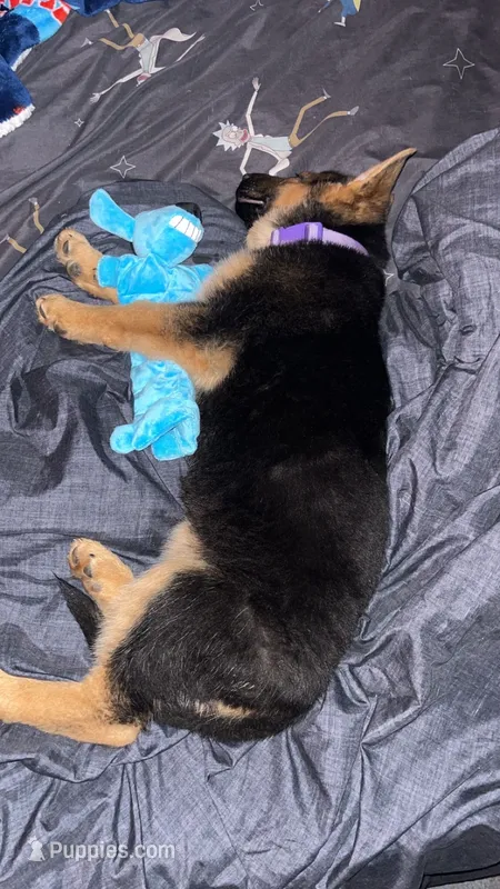 Rumi – German Shepherd Dog puppy for sale in Easley, SC