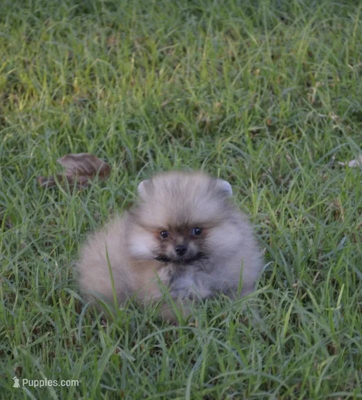 Channel  – Pomeranian puppy for sale in Riverside, CA