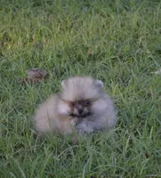 Channel , a female Pomeranian for sale in Riverside, CA – 1 of 2