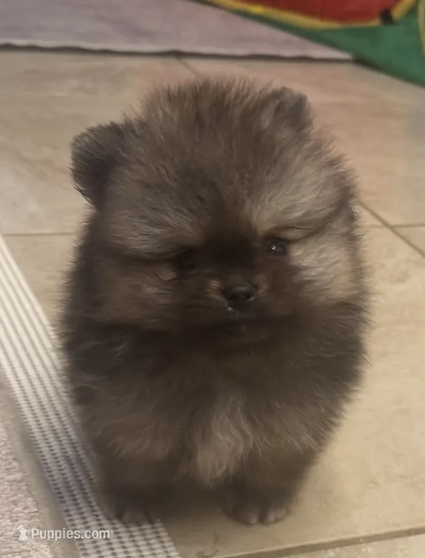 Gucci  – Pomeranian puppy for sale in Riverside, CA