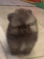 Gucci , a male Pomeranian for sale in Riverside, CA – 1 of 2
