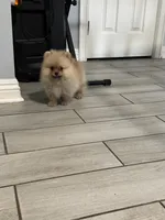 Armani , a male Pomeranian for sale in Riverside, CA – 3 of 5