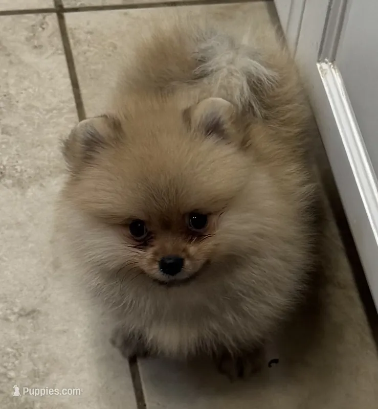 Armani  – Pomeranian puppy for sale in Riverside, CA